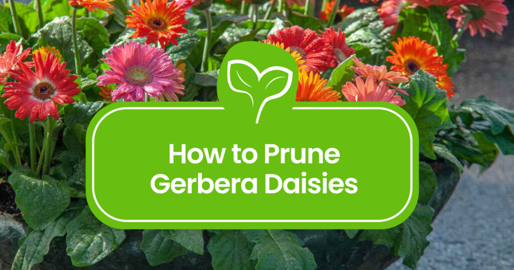 How to Prune Gerbera Daisy: Expert Tips for Healthier Plants