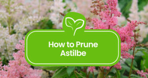 Pruning Astilbe