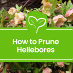Pruning Hellebores