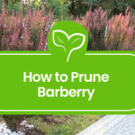 Pruning-Barberry