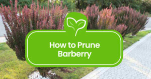 Pruning-Barberry