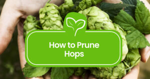 Pruning-Hops