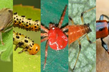 35 Common garden pests and how to get rid of them