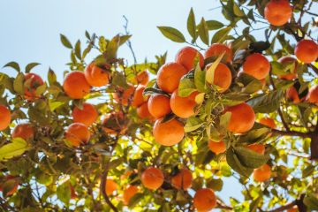 Apricot tree companion plants