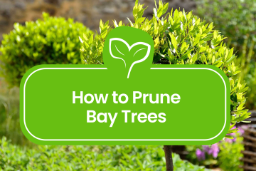 Bay-Tree-Pruning