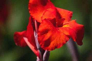 Canna Lily picture