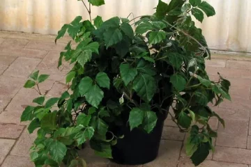 Grape Ivy plant