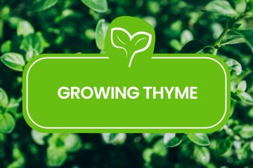 Growing Thyme