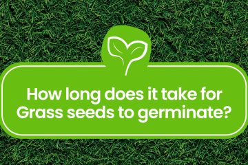 How-long-does-it-take-for-grass-seeds-to-germinate