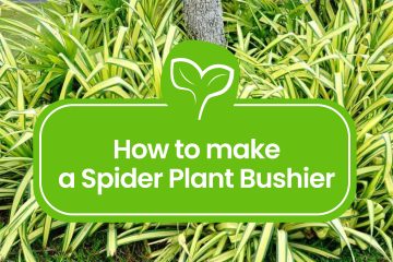 How to Make a Spider Plant Bushier