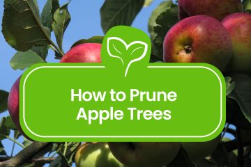 How-to-Prune-Apple-Trees