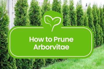 Pruning Arborvitae