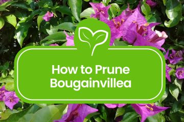 How-to-Prune-Bougainvillea