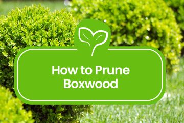 How-to-Prune-Boxwood