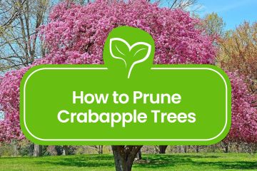 How-to-Prune-Crabapple-Trees