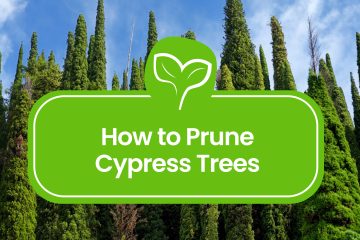 How-to-Prune-Cypress-Trees