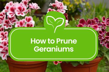How-to-Prune-Geraniums