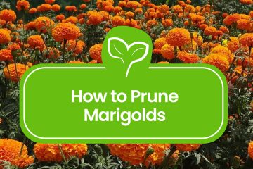 How-to-Prune-Marigolds