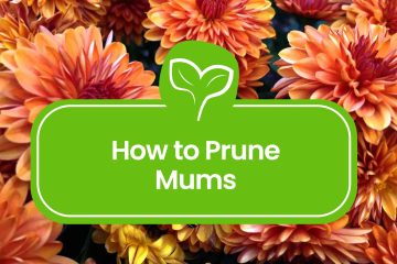 How-to-Prune-Mums