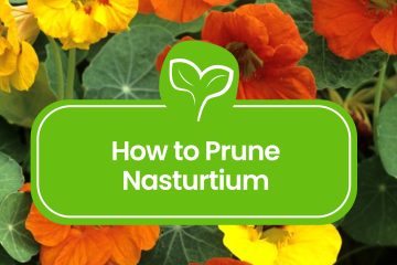 How-to-Prune-Nasturtium