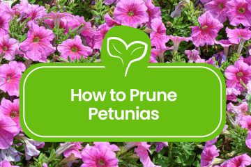 How-to-Prune-Petunias