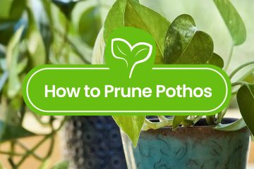 How to Prune Pothos
