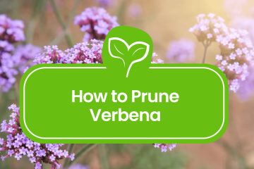 How-to-Prune-Verbena