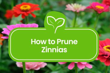 How-to-Prune-Zinnias