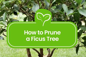 How-to-Prune-a-Ficus-Tree