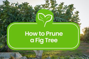 How-to-Prune-a-Fig-Tree
