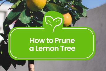 How-to-Prune-a-Lemon-Tree