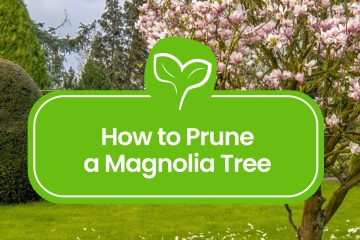 How-to-Prune-a-Magnolia-Tree