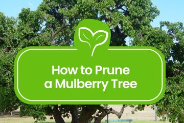 How to Prune a Mulberry Tree