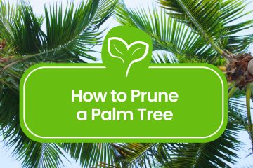 How-to-Prune-a-Palm-Tree