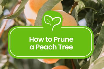 How to Prune a Peach Tree