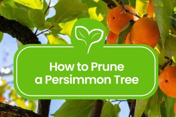How-to-Prune-a-Persimmon-Tree