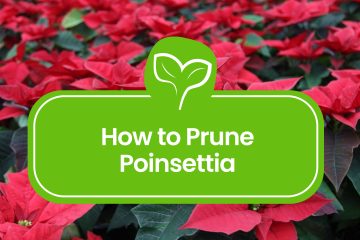 How-to-Prune-a-Poinsettia