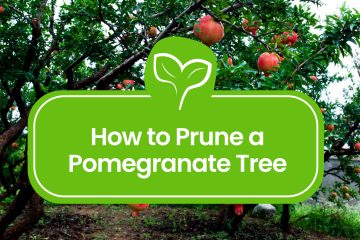 How-to-Prune-a-Pomegranate-Tree