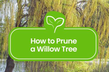 How-to-Prune-a-Willow-Tree-1