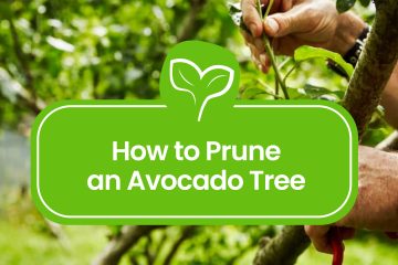How-to-Prune-an-Avocado-Tree