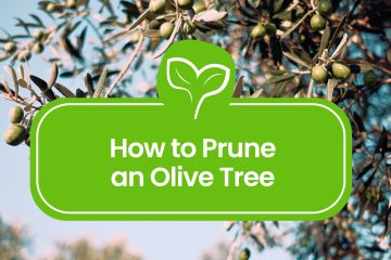 How-to-Prune-an-Olive-Tree