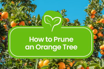 How-to-Prune-an-Orange-Tree