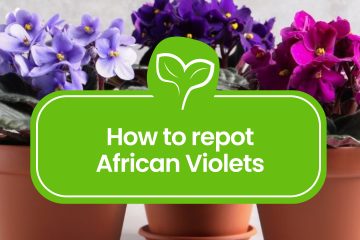 How to Repot African Violets