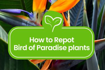 How-to-Repot-Bird-of-Paradise-plants