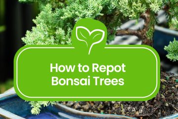 How-to-Repot-Bonsai-Trees