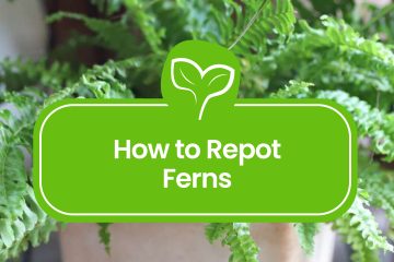 How-to-Repot-Ferns