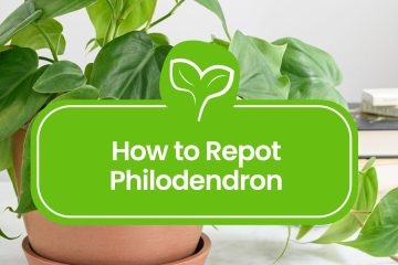 How to Repot Philodendron