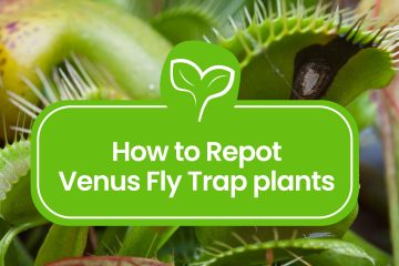 How-to-Repot-Venus-Fly-Trap-plants