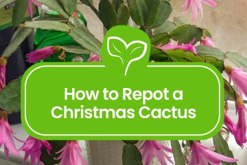How to Repot a Christmas Cactus yourself