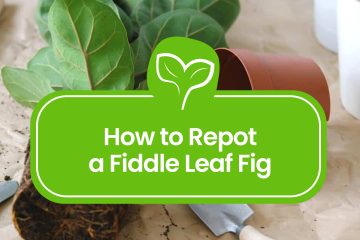 How-to-Repot-a-Fiddle-Leaf-Fig